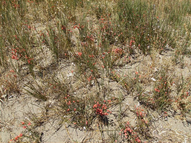 Ephedra distachya / Efedra distachia